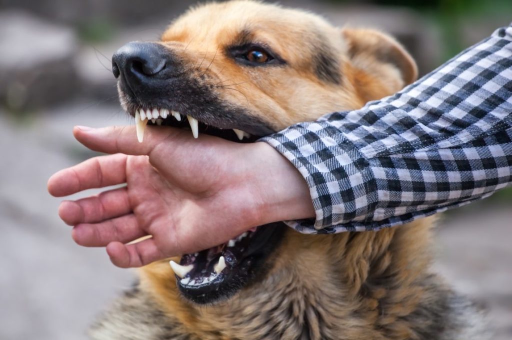 7 Tips for Identifying a Good Dog Bite Lawyer